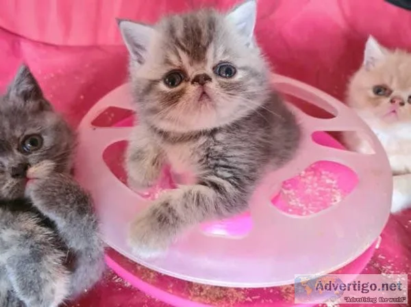 Cute Exotic Shorthair kittens