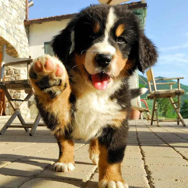 Bernese Mountain Dog Puppies