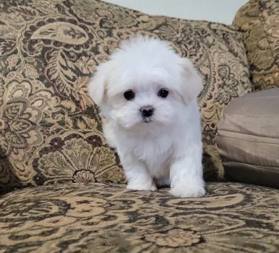 Good Maltese puppies
