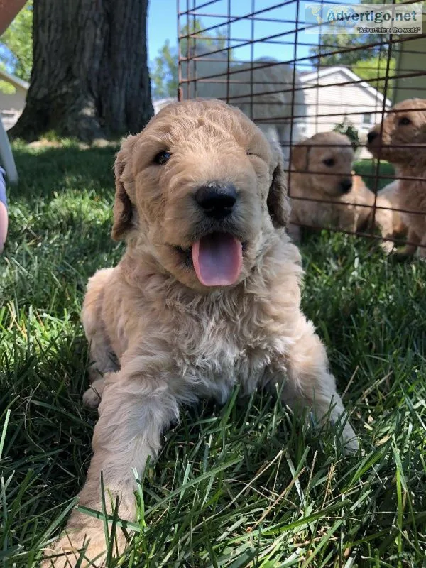 Goldendoodle Puppies