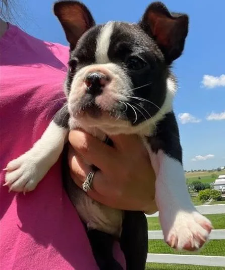 Sweet Boston terrier pups