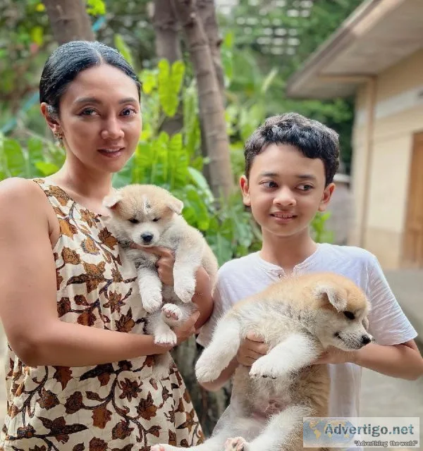 Shiba Inu Puppies Now Ready For Adoption