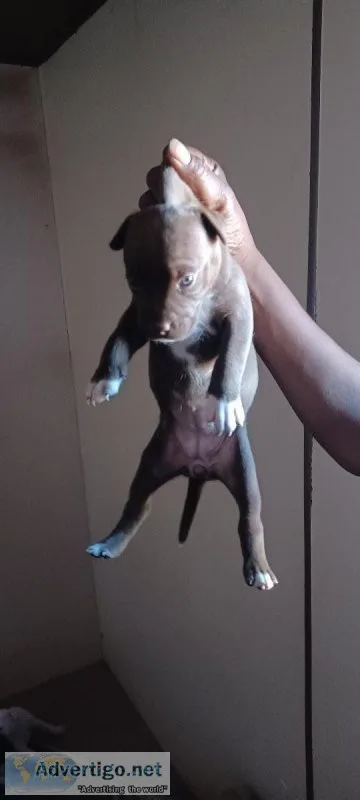 Pit bull puppies for sale full blooded