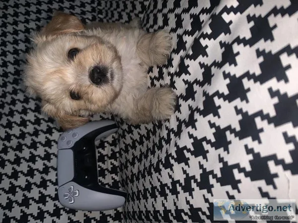 Maltipoo puppy