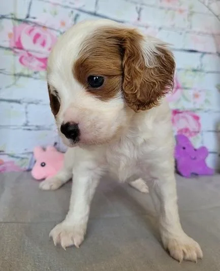 Amazing Cavapoo puppies