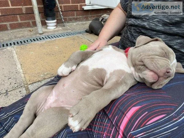 We have 6 beautiful American Bully pups 3 girls and 3 boys looki
