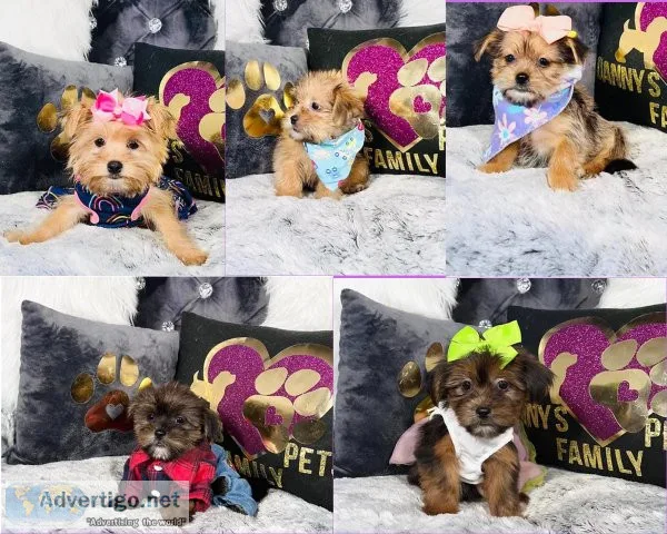 Shorkie Tzu Puppies