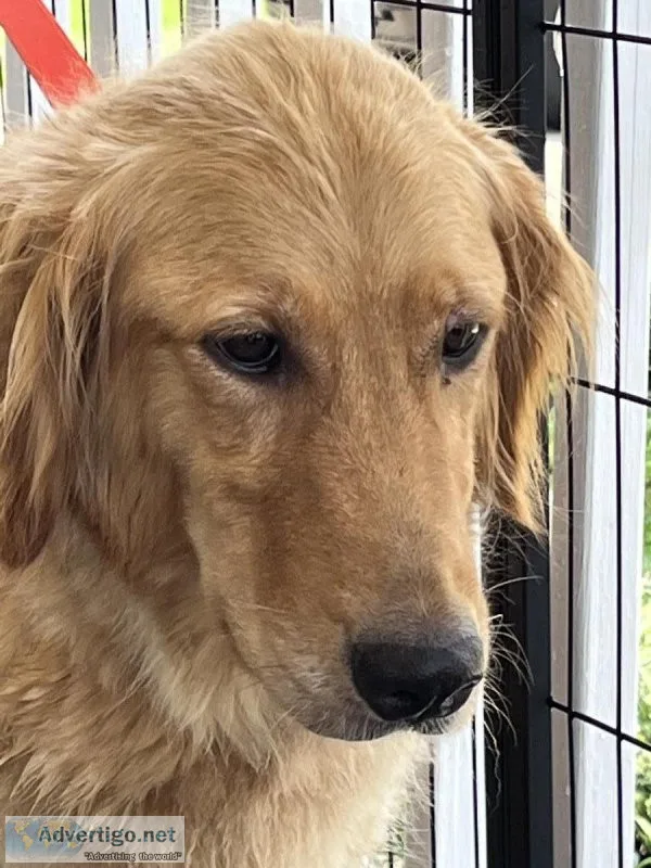 Golden retriever puppies