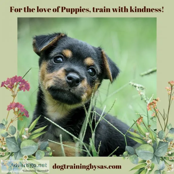 Dog Training Puppy Class