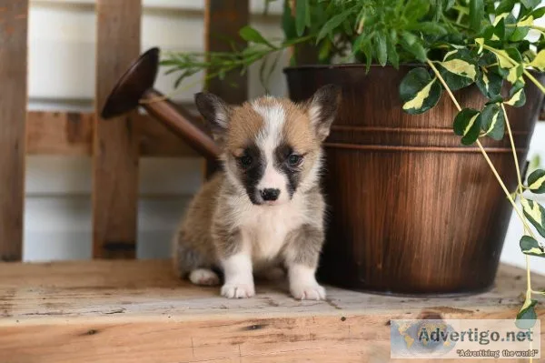 Little Johnny - Welsh Corgi