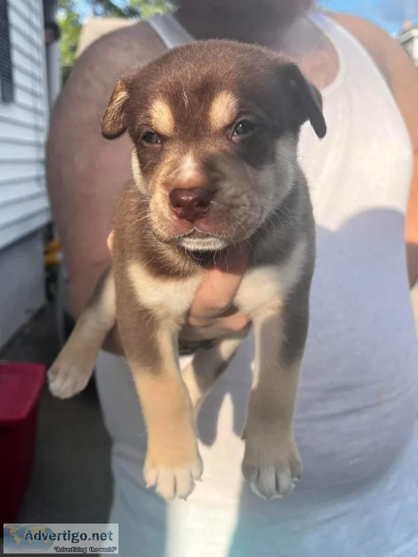 Pitskies for sale
