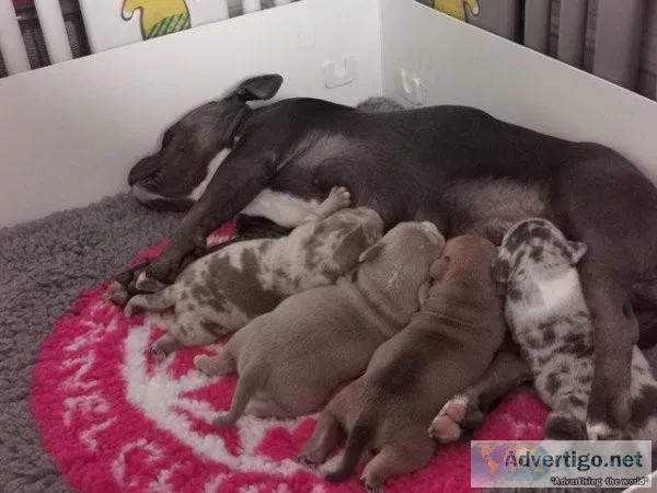 Stunning pups available in 4 weeks time will be vet checked micr