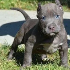 Pitbull puppies