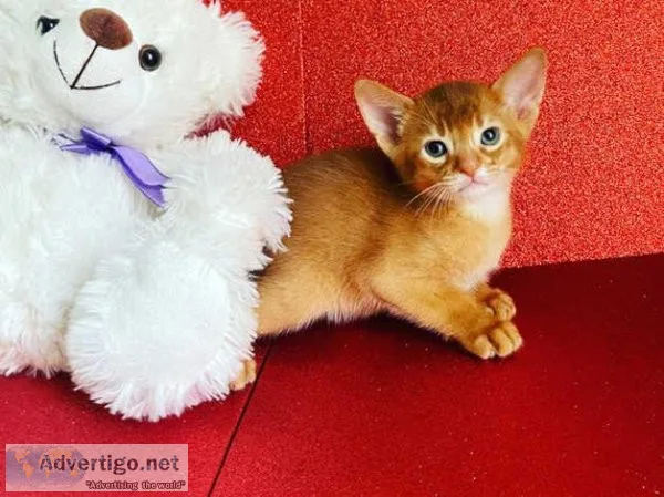 8 Abyssinian Cats and Kittens