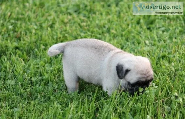 Charming Pug puppies