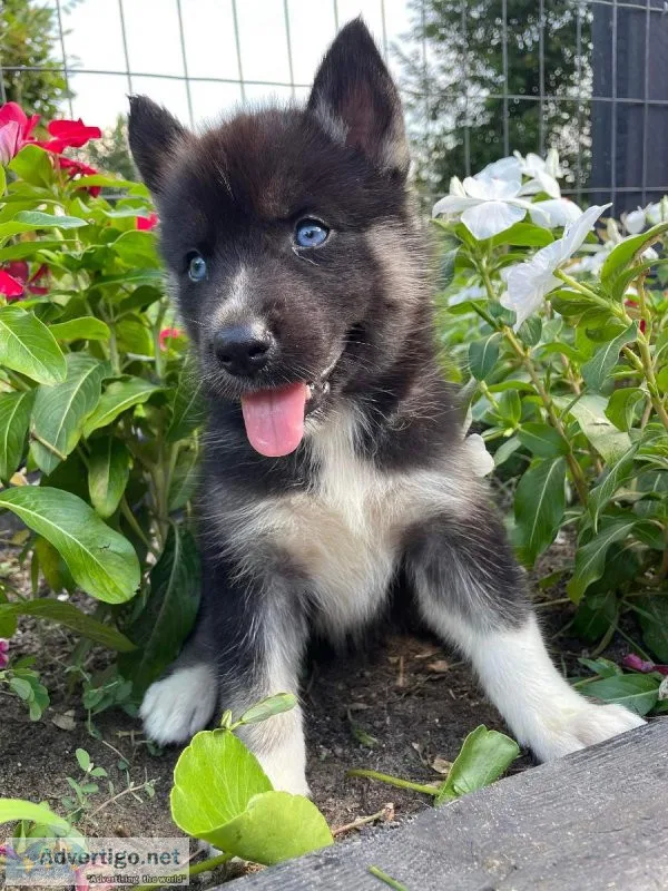 Siberian Husky puppies