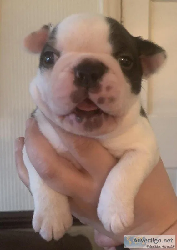 Boston Terrier  200