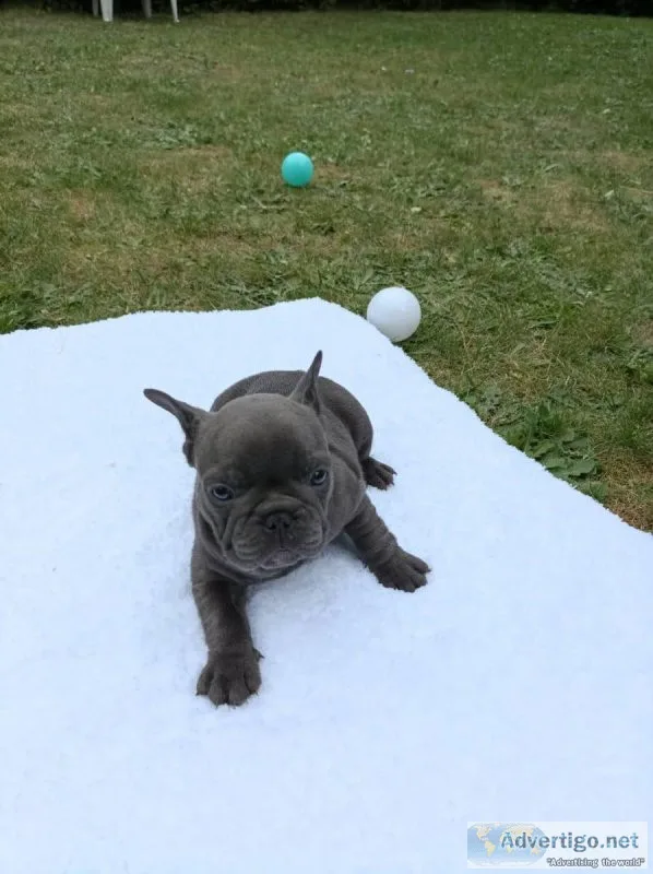 French bulldog puppies available