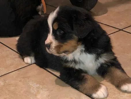 Beautiful Bernese Mountain Dog Puppies