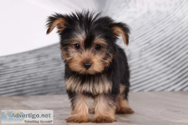 Beautiful purebred Yorkie puppies
