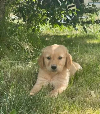 Golden retriever pup
