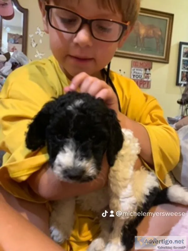 Multigenerational Goldendoodle pups puppies
