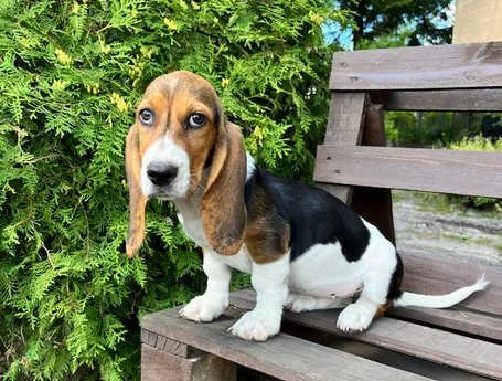Boy and girl available Basset Hound Puppies