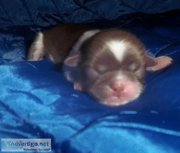 Tiny Shih Tzu Puppies