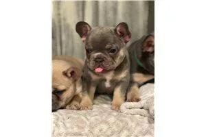 french-bulldog-puppy looking for their forever home