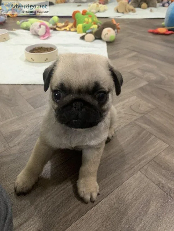KC Reg Pug Puppies 5 Ready to leave now