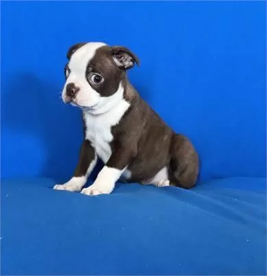 Boston Terrier Puppies
