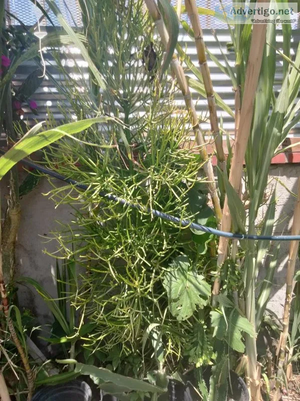 We sell plants