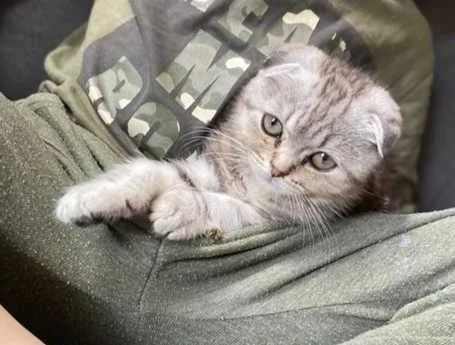 Scottish fold male kitten looking for a loving home