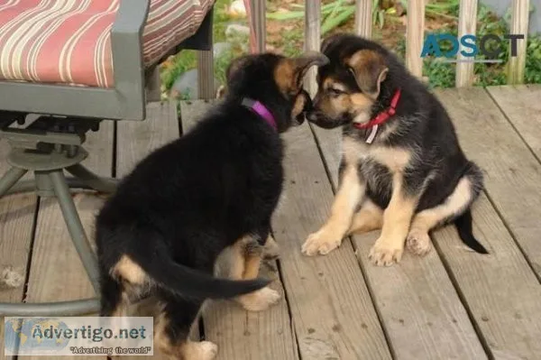 Quality German Shepherd puppies