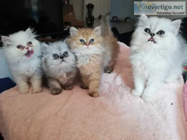 Persian kittens 10 weeks old