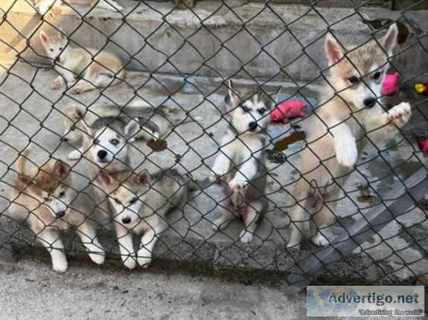 Stunning litter of Siberian husky pups