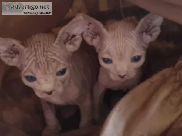 5 Sphynx