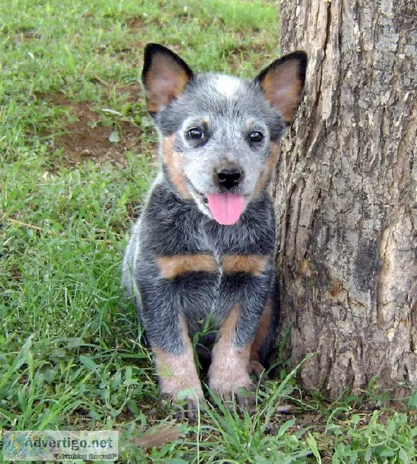 Australian Cattle Dog
