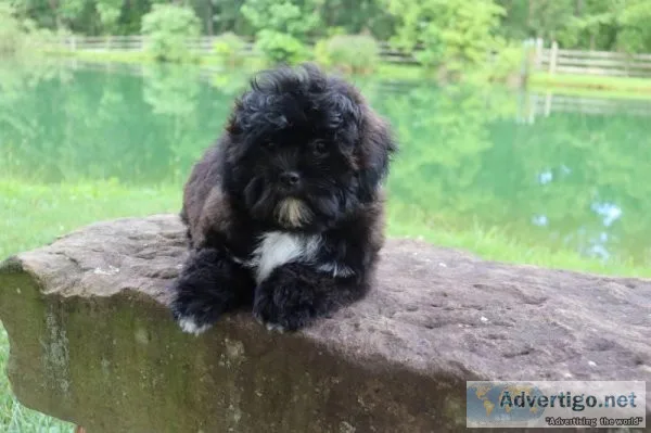 Buckeye Male Shihpoo