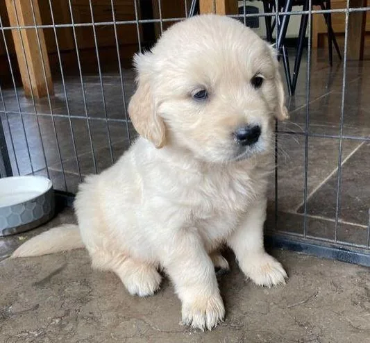 GOLDEN RETRIEVERS