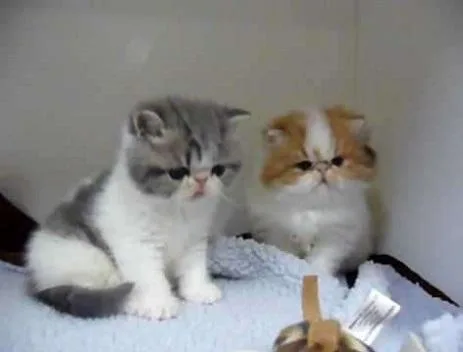 Exotic short hair kittens