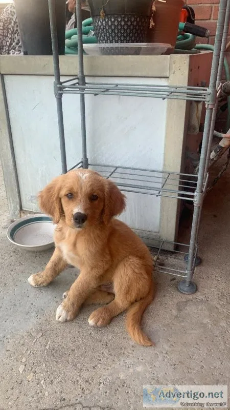 Golden Retriever puppy&rsquos