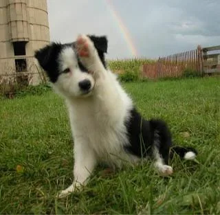 Border Collie Puppies