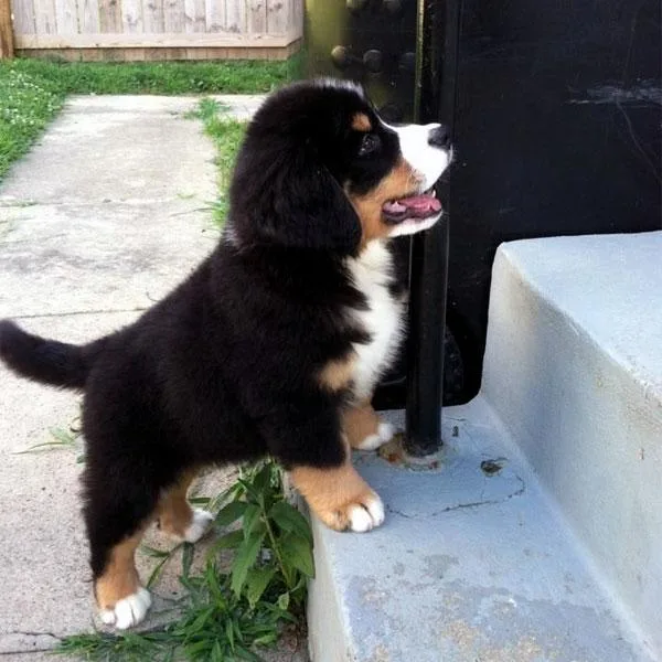 Bernese Mountain Puppies