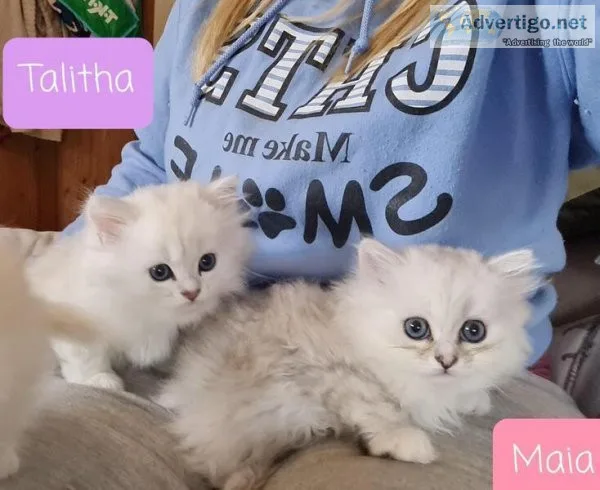 Registered Persian kittens available