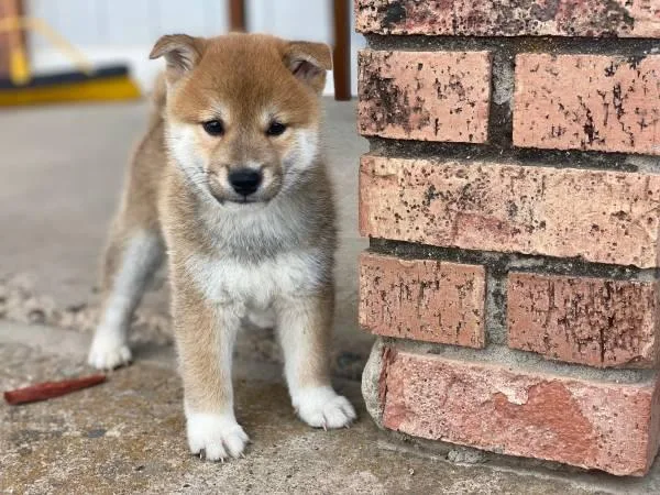Beautiful Shiba pup
