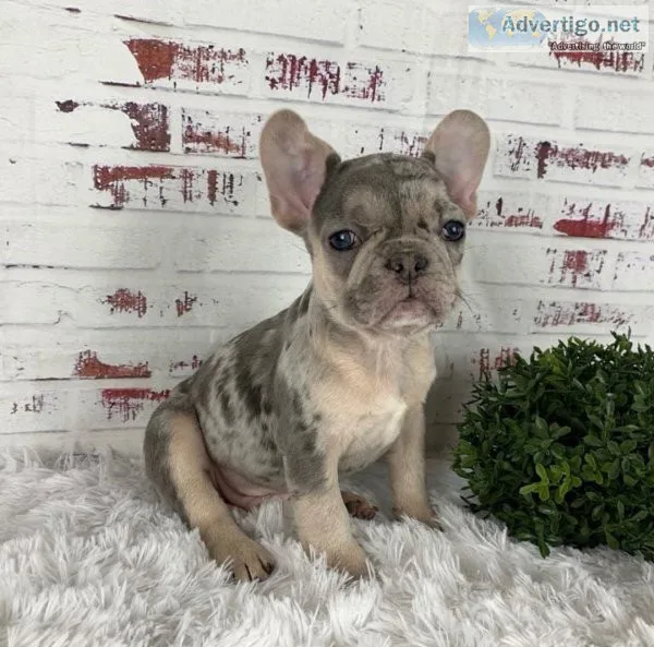 Gorgeous full coat French bulldog puppies