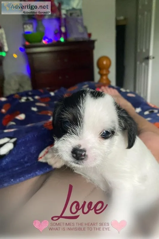 Miniature poodle mix