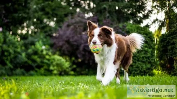 Find a Trusted Dog Sitter near Me in chicago  cuddlytails.com