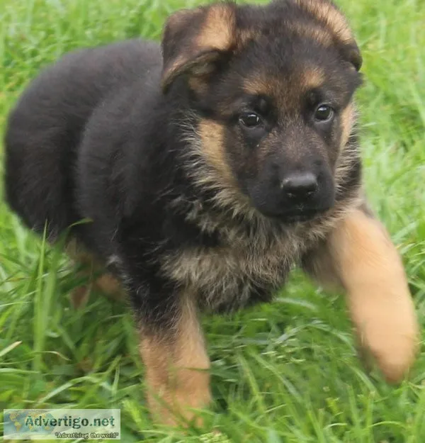 House trained socialized super friendly German Shepherd puppies